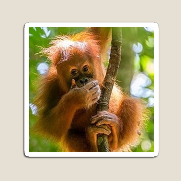 Item preview, Baby Orangutan designed and sold by BigTomo.