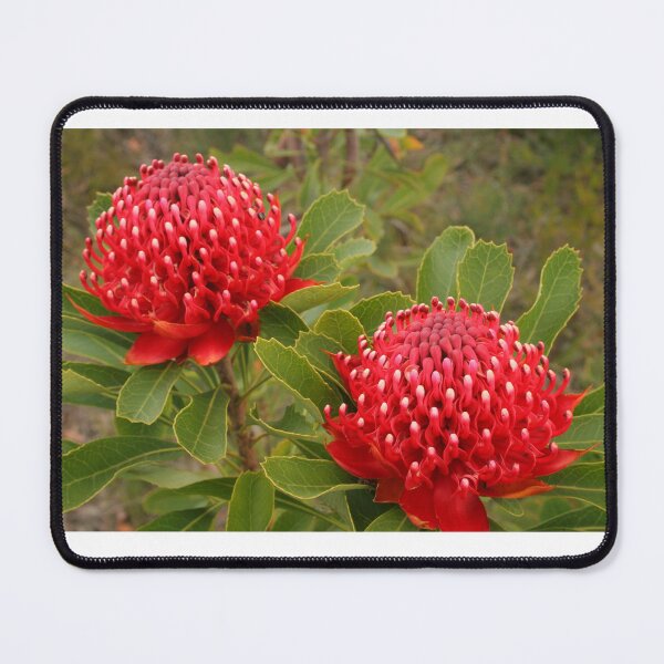 Item preview, Waratah double designed and sold by Michael Matthews.