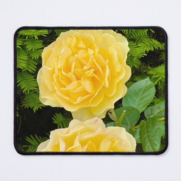 Item preview, Yellow roses in Rodin’s garden in Paris designed and sold by ricoflinn.