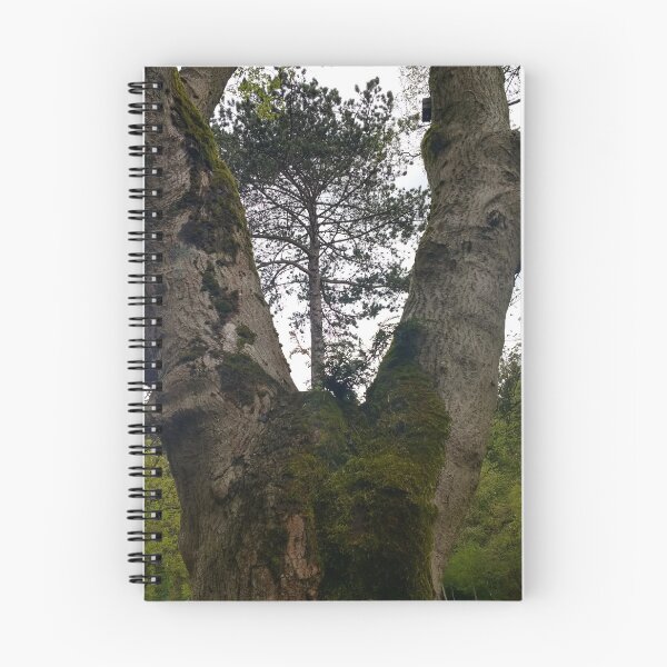 Item preview, #346 |☼| Tree Between Two Trunks (Matlock Bath) designed and sold by Naean H.F. (Nez Man).