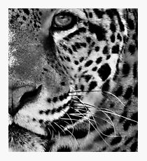Into The Wild Photographic Print