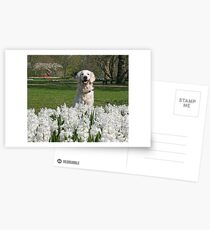 Ditte and white hyacinths and a lovely smile Postkarten
