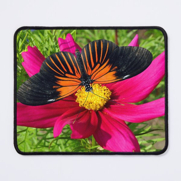 Item preview, Doris Longwing Butterfly pollinating a Mexican aster flower designed and sold by Peter Etchells.