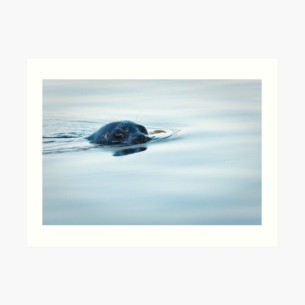 Who is Watching Whom: Seal, Active Pass Art Print