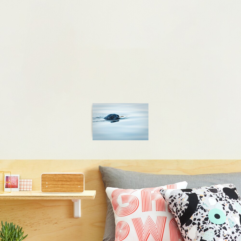 Who is Watching Whom: Seal, Active Pass Photographic Print