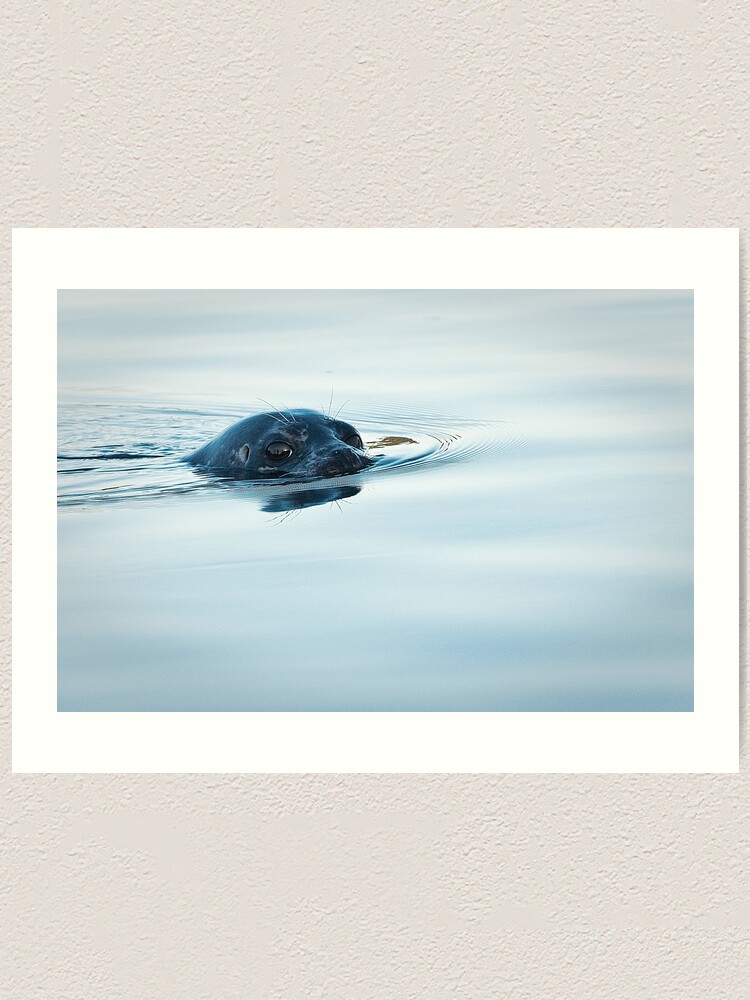 Alternate view of Who is Watching Whom: Seal, Active Pass Art Print