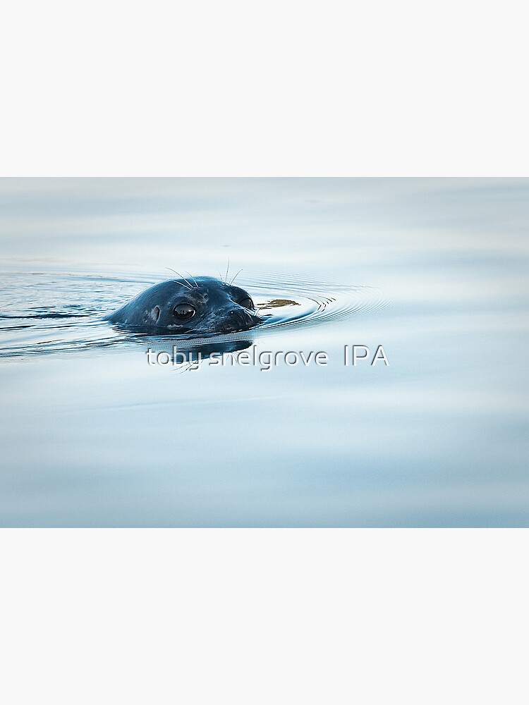 Who is Watching Whom: Seal, Active Pass by tobysnelgrove