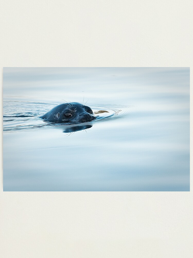 Alternate view of Who is Watching Whom: Seal, Active Pass Photographic Print