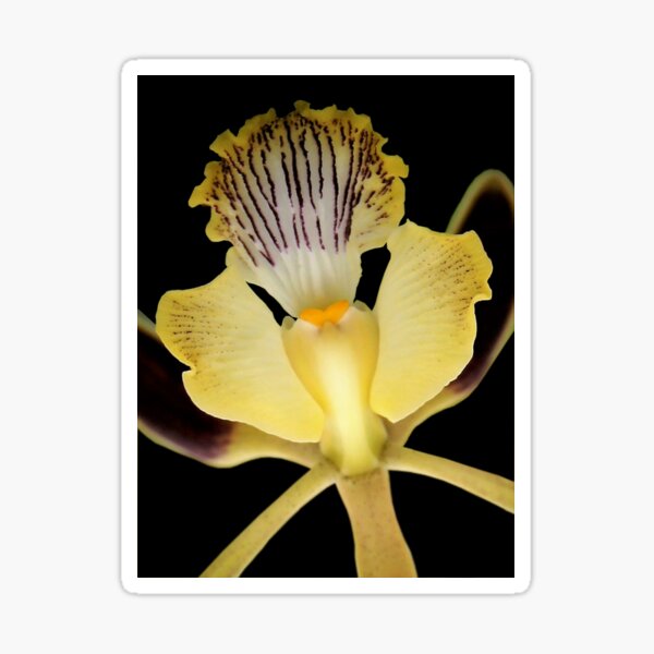 Dragon Breath - Orchid Alien Discovery Sticker