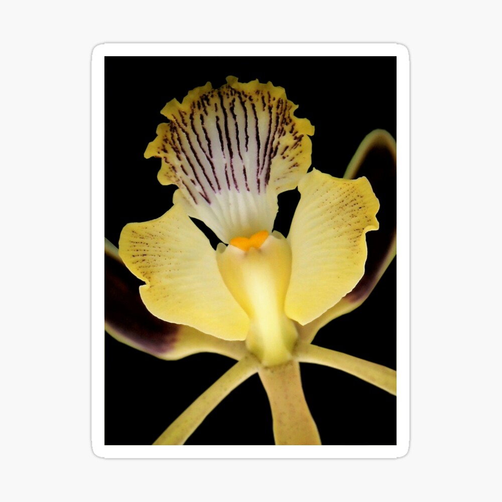 Dragon Breath Orchid Alien Discovery Art Board Print By Cookeadr03 Redbubble