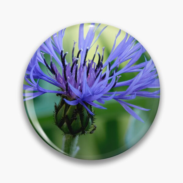 Item preview, In the shadow. Perennial Cornflower designed and sold by Jouko Lehto Photography.