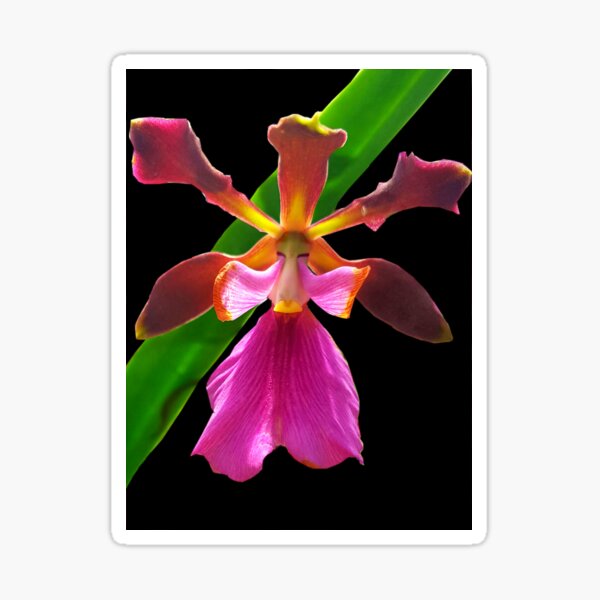 Semazen - Orchid Alien Discovery Sticker