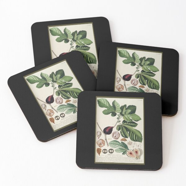 Item preview, Vintage Fig Tree Study, Print from the 1800's designed and sold by MountMercantile.
