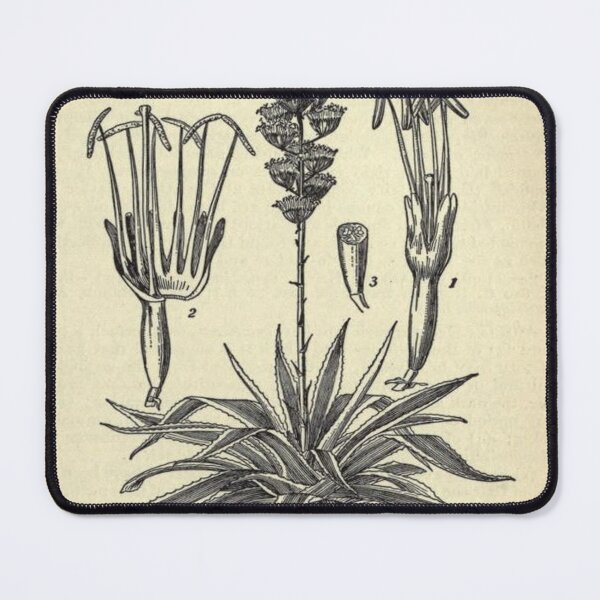 Item preview, Vintage Agave Study, Print from the 1800's designed and sold by MountMercantile.