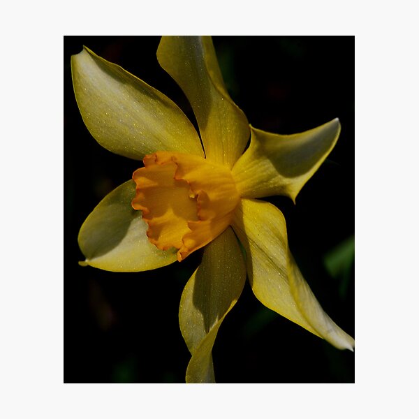 Item preview, Saffron delicacy designed and sold by AnnaRose.