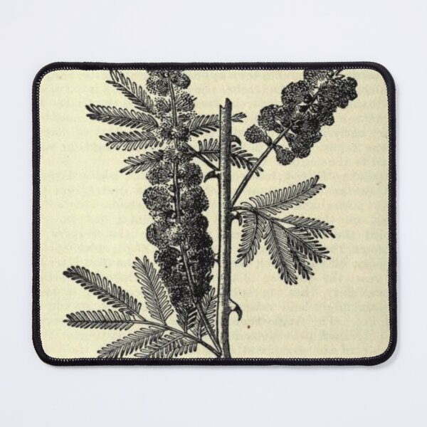 Item preview, Vintage Acacia Tree, Print from the 1800's designed and sold by MountMercantile.