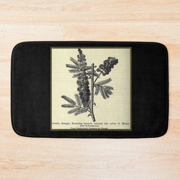 Item preview, Vintage Acacia Tree, Print from the 1800's designed and sold by MountMercantile.