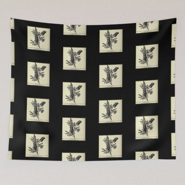 Item preview, Vintage Acacia Tree, Print from the 1800's designed and sold by MountMercantile.