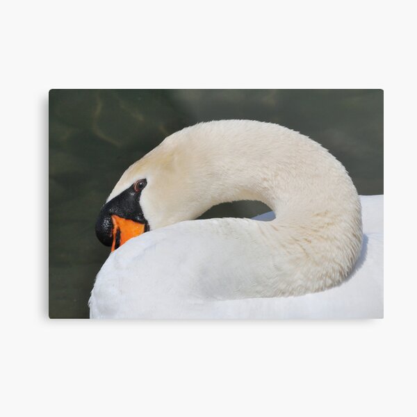 Mute Beauty II Metal Print