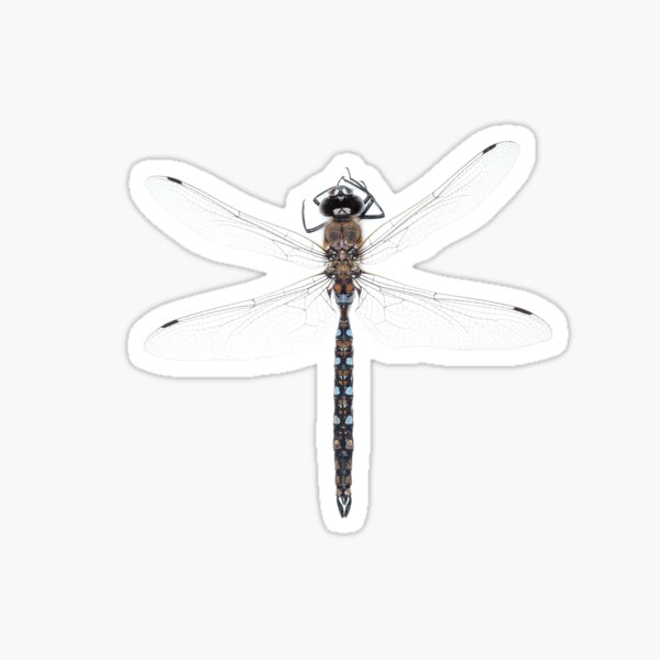 Item preview, California darner designed and sold by SDym Photography.