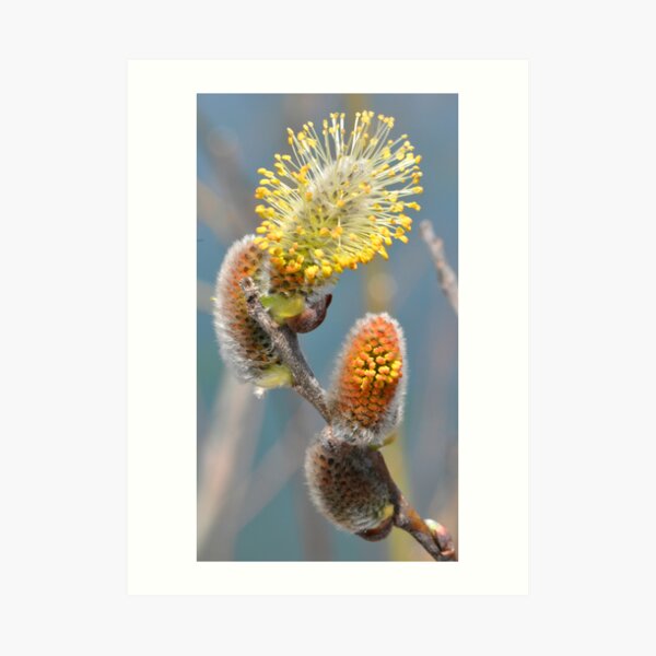 Evolving Art Print