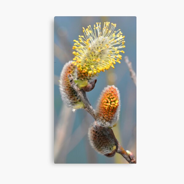 Evolving Canvas Print