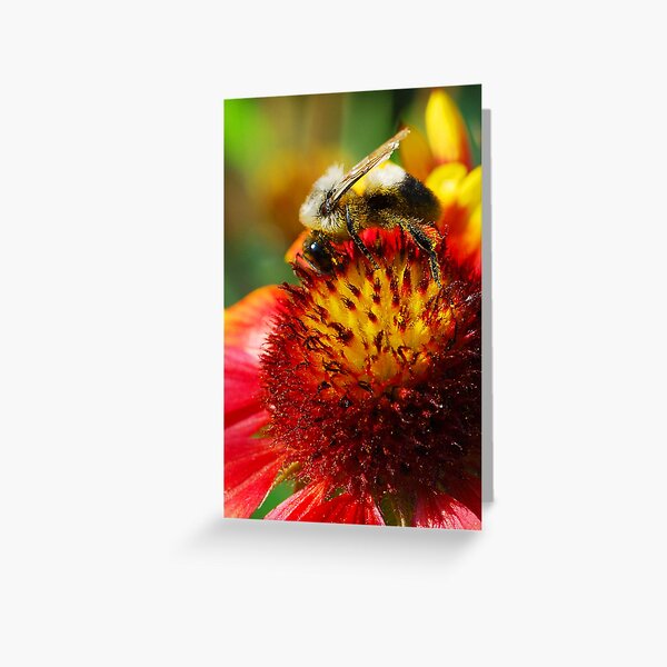 Bee on Blanket Flower Greeting Card