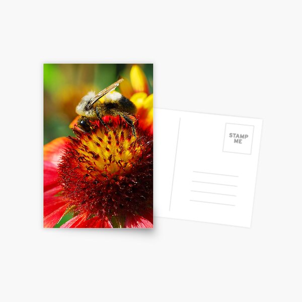 Bee on Blanket Flower Postcard