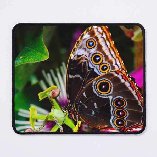Artikelvorschau, Blauer Morpho-Schmetterling bestäubt Passiflora violacea Blume entworfen und verkauft von Peter Etchells.