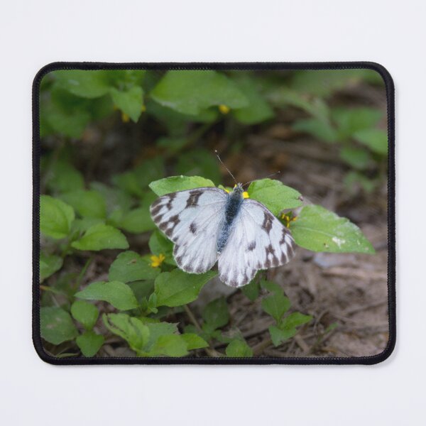 Item preview, Checkered White Sulphur Butterfly designed and sold by Debra Martz.