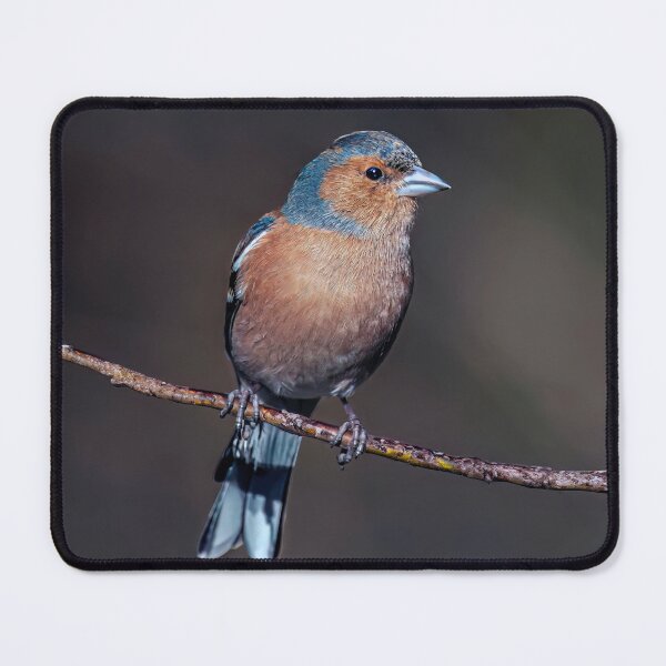 Item preview, Chaffinch designed and sold by Tom McPherson Photography.