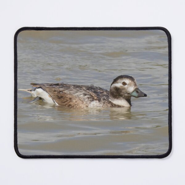 Item preview, Long Tailed Duck designed and sold by LaurenTucker.