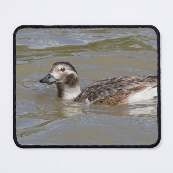 Item preview, Long Tailed Duck designed and sold by LaurenTucker.