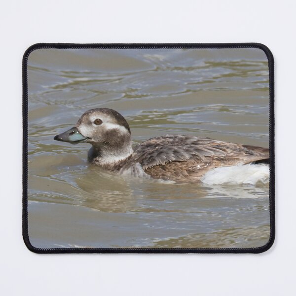 Item preview, Long Tailed Duck designed and sold by LaurenTucker.