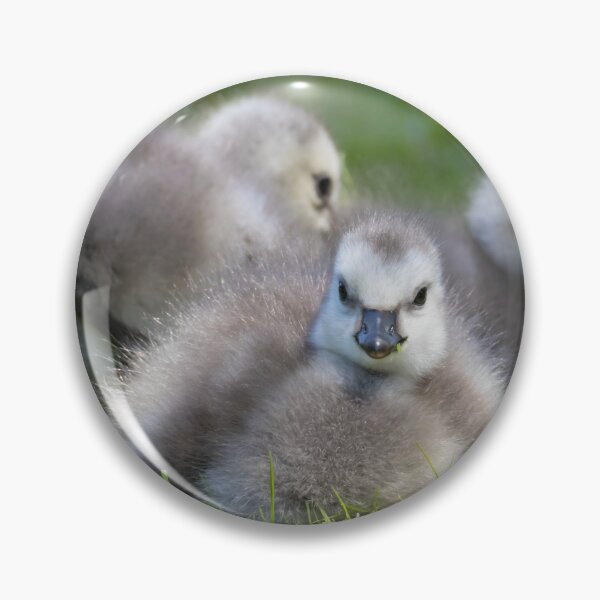 Item preview, Barnacle Goose designed and sold by LaurenTucker.