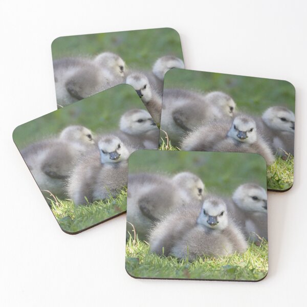 Item preview, Barnacle Goose designed and sold by LaurenTucker.