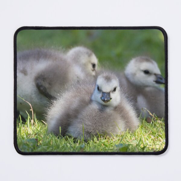 Item preview, Barnacle Goose designed and sold by LaurenTucker.