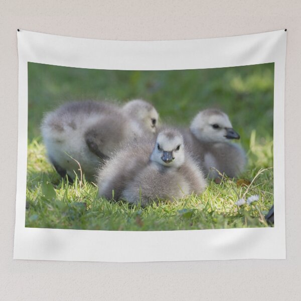 Item preview, Barnacle Goose designed and sold by LaurenTucker.