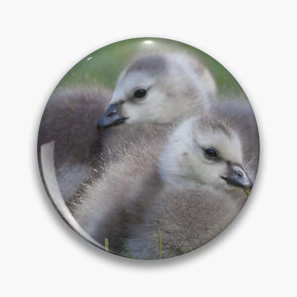 Item preview, Barnacle Goose designed and sold by LaurenTucker.