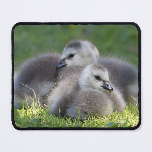 Item preview, Barnacle Goose designed and sold by LaurenTucker.