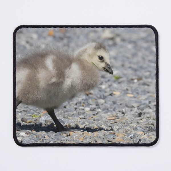 Item preview, Barnacle Goose designed and sold by LaurenTucker.