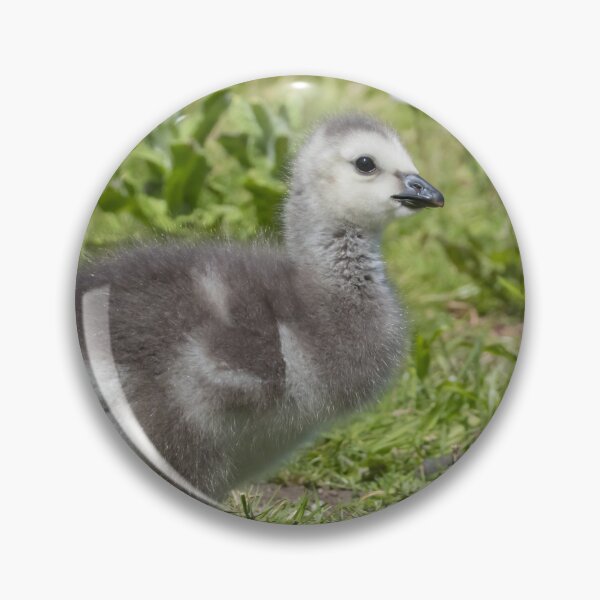 Item preview, Barnacle Goose designed and sold by LaurenTucker.