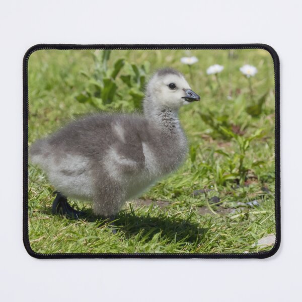 Item preview, Barnacle Goose designed and sold by LaurenTucker.