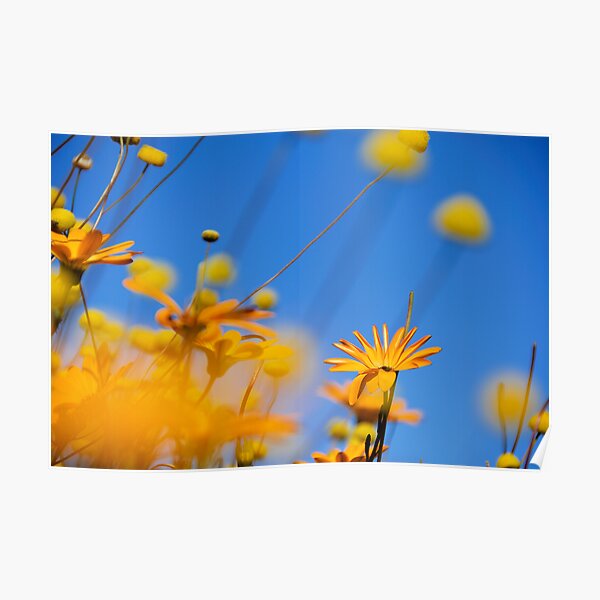 Flowers in the Desert Poster