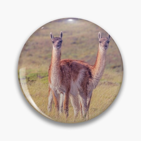 Item preview, Guanaco Pair Patagonia Argentina designed and sold by PhotoArt by Joan Carroll.
