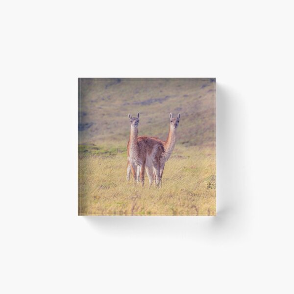 Item preview, Guanaco Pair Patagonia Argentina designed and sold by PhotoArt by Joan Carroll.