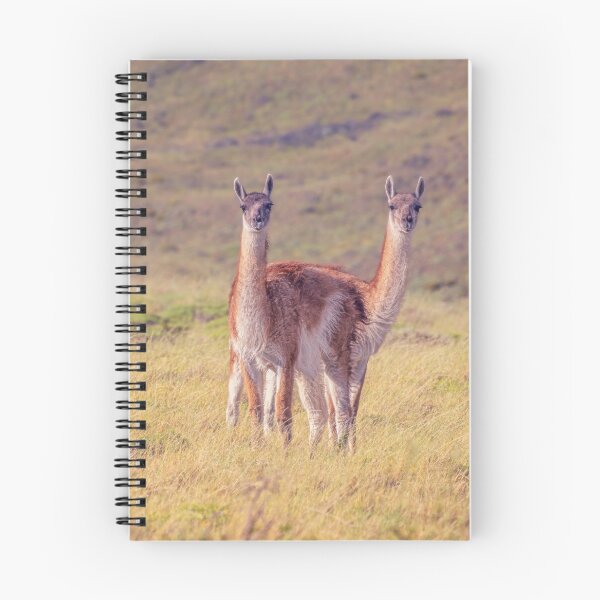 Item preview, Guanaco Pair Patagonia Argentina designed and sold by PhotoArt by Joan Carroll.