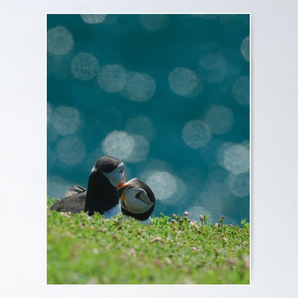 Item preview, Puffins designed and sold by photobytableau.