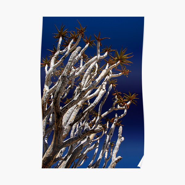 Quiver Tree Poster