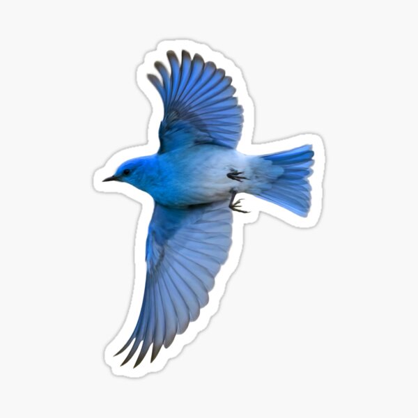 Item preview, Mountain Bluebird flying designed and sold by RickClarkPhotos.